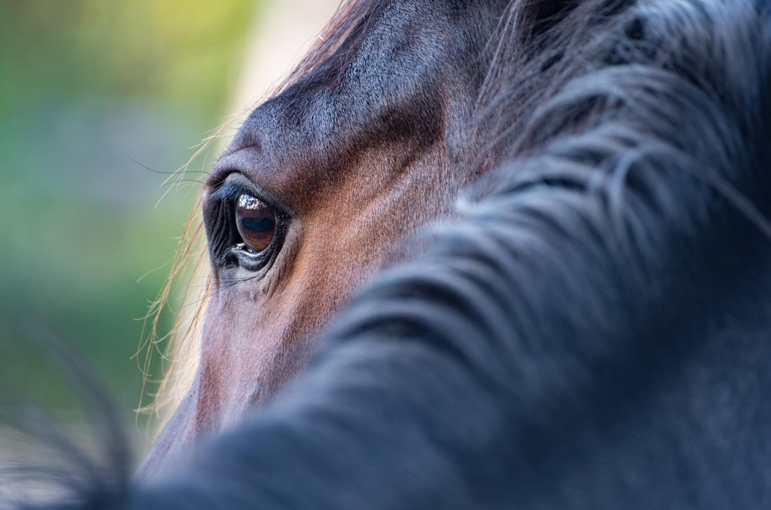 wal_172619-horse-5628882 (1)
